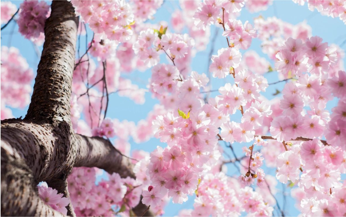 Ako udržať rastliny zdravé a krásne po celý rok – odhaľujeme tajomstvá