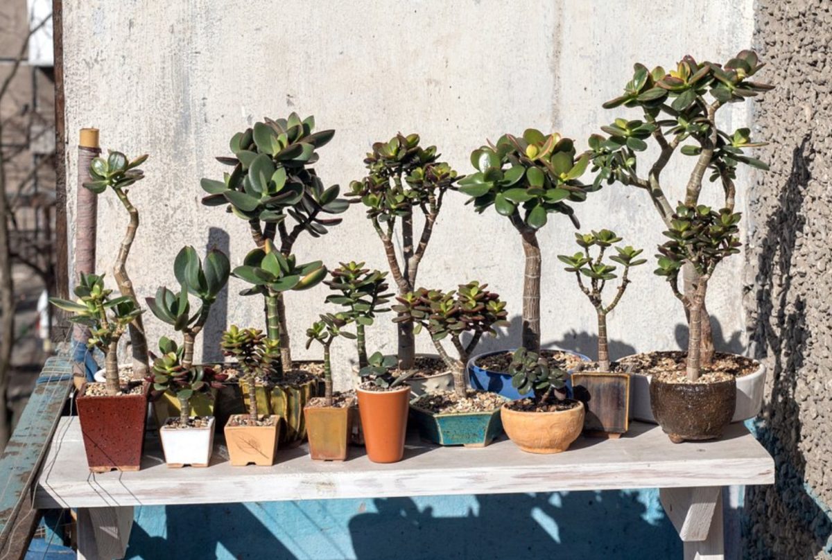 Aká izbová rastlina je považovaná za finančnú a prečo?