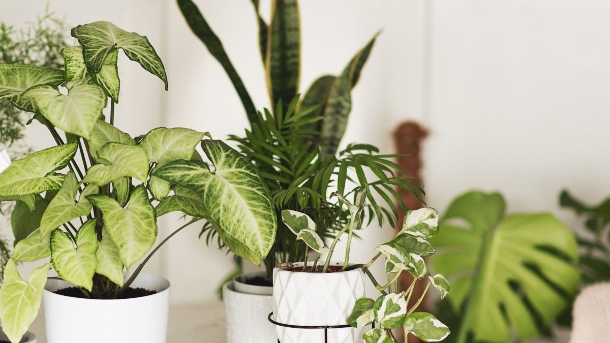 Ktoré izbové rastliny produkujú najviac kyslíka?