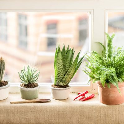 Táto rastlina môže rásť v kelímku od jogurtu a rodiť po celý rok