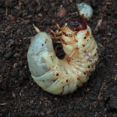 Zlatohlávik zlatý – poklad v záhrade