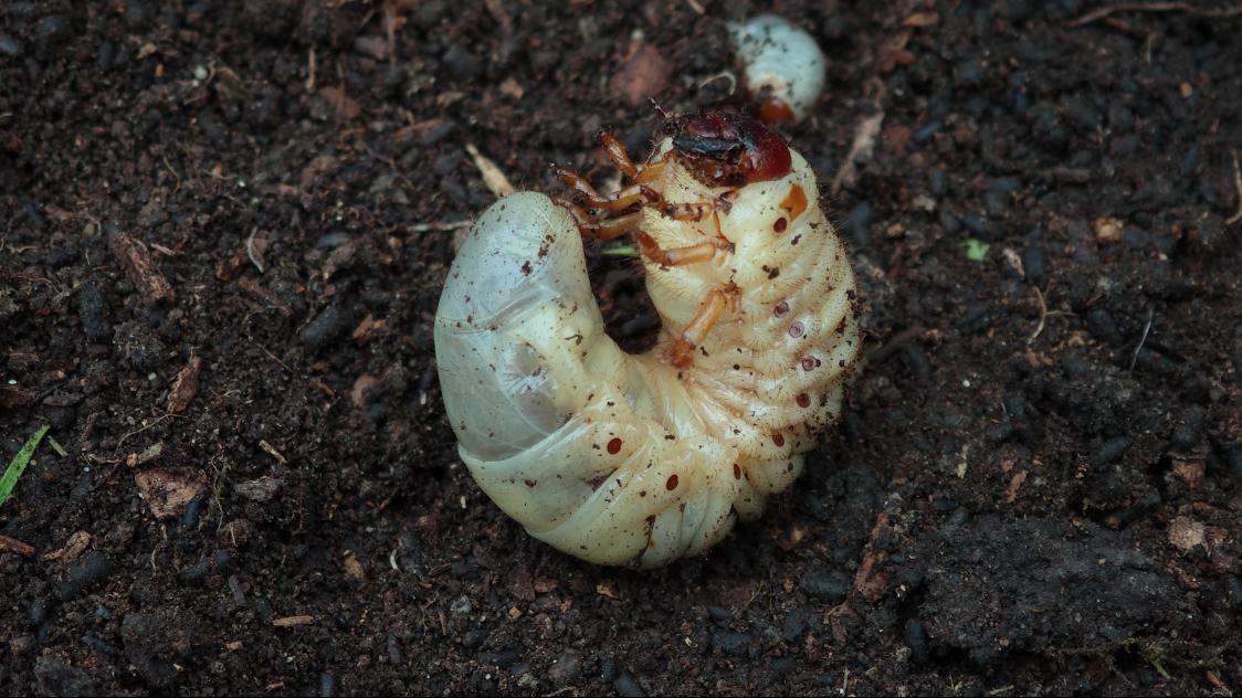 A close-up of a white, curled larva with a brownish head, resting on dark, moist soil. It has small, dark speckles on its body.