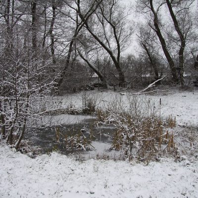 Test pre oči: Nájdete perfekt maskovaného huskyho?