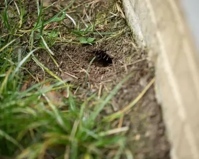 Diery v záhrade? Tieto zvieratá za nimi stoja