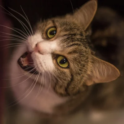 Viac ako len „mňau“: týchto päť mačacích zvukov by mal poznať každý majiteľ mačky