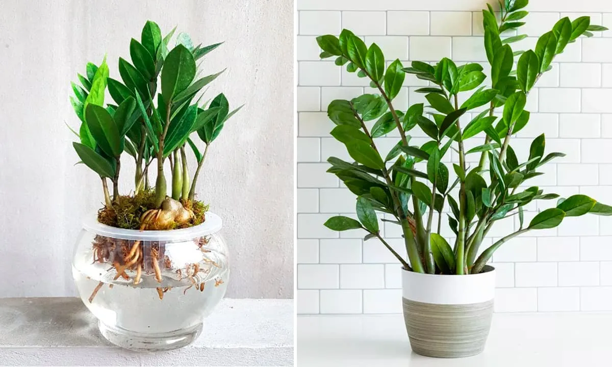 „Superrastlina“ čistí vzduch 30-krát efektívnejšie ako iné rastliny