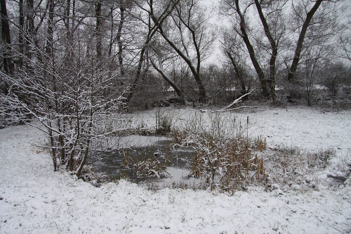 Test pre oči: Nájdete perfekt maskovaného huskyho?