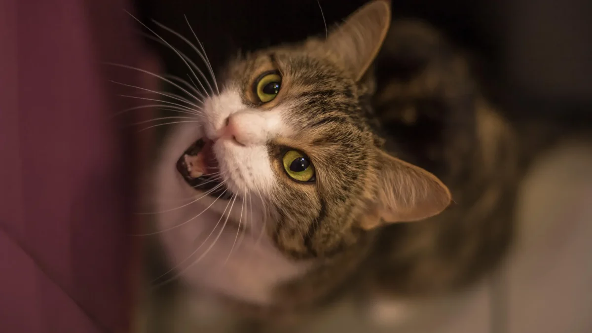 Viac ako len „mňau“: týchto päť mačacích zvukov by mal poznať každý majiteľ mačky