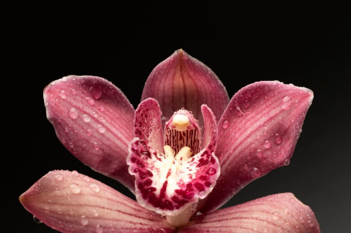 Tajná metóda záhradníkov: Tento jednoduchý, prirodzený trik oživí vašu orchideu – a zakvitne ako nikdy predtým