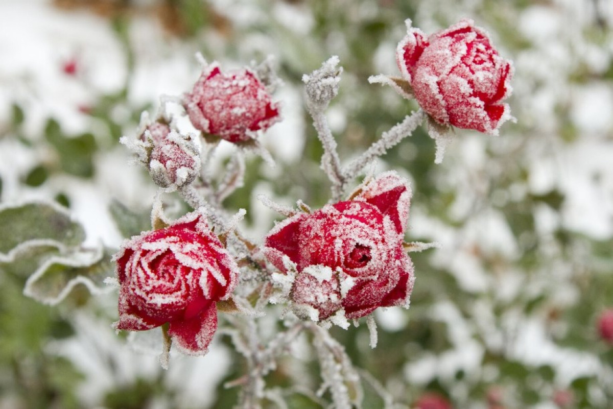 Ako prežijú najkrajšie ruže v záhrade zimu? Tajomstvá, ktoré by mal poznať každý záhradkár