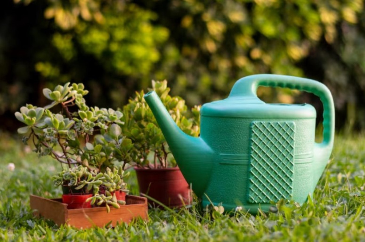 Ako rýchlo vytvoriť farebnú a zdravú záhradu: 5 praktických tipov pre začiatočníkov aj pokročilých