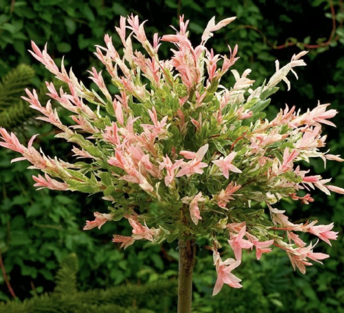 Prečo sa každý záhradkár zblázni na japonský vŕbik – trik, ktorý si okamžite chceš vyskúšať!